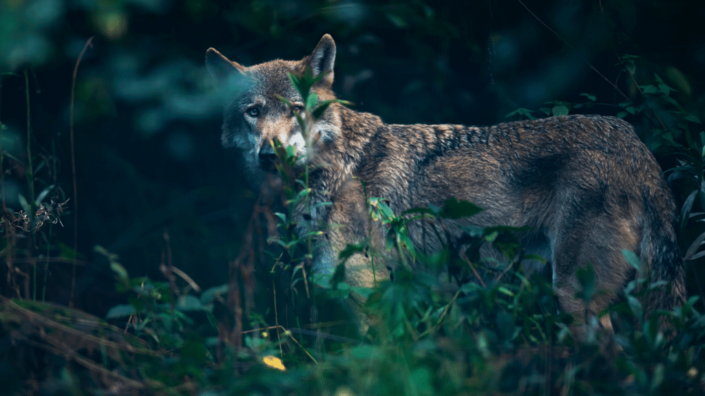 WOLF-GFK-zflys